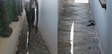 Şanlıurfa'da evin bahçesinde çocuklar gördü! Dev karayılan yürekleri ağza getirdi
