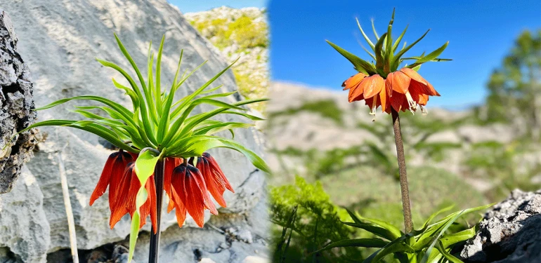 Şanlıurfa’nın “ağlayan gelini” çiçek açtı! Koparmanın cezası tam 700 bin TL…