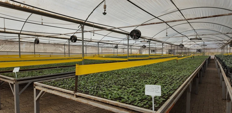 Şanlıurfa’da şehir estetiğine büyük katkı!