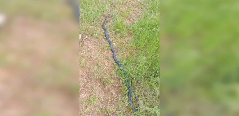 2 metrelik dev yılan paniği!  Mahalleliyi tedirgin etti