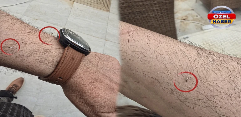 Şanlıurfa’yı adeta istila ettiler! Larva dönemi geçmesine rağmen hala ilaçlama yok