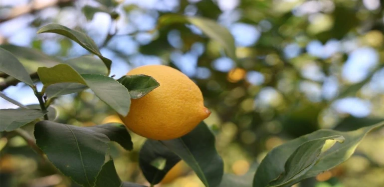 Limon fiyatı yüzde 410 arttı!