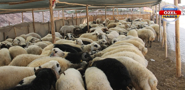 Şanlıurfa’da Kurban Bayramı öncesi büyük tehlikeye dikkat! Sahte para…