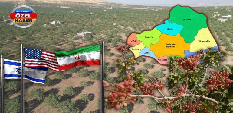ABD-İran savaşı piyasaları altüst edecek! Urfa fıstığı için "altın yılı" kapıda