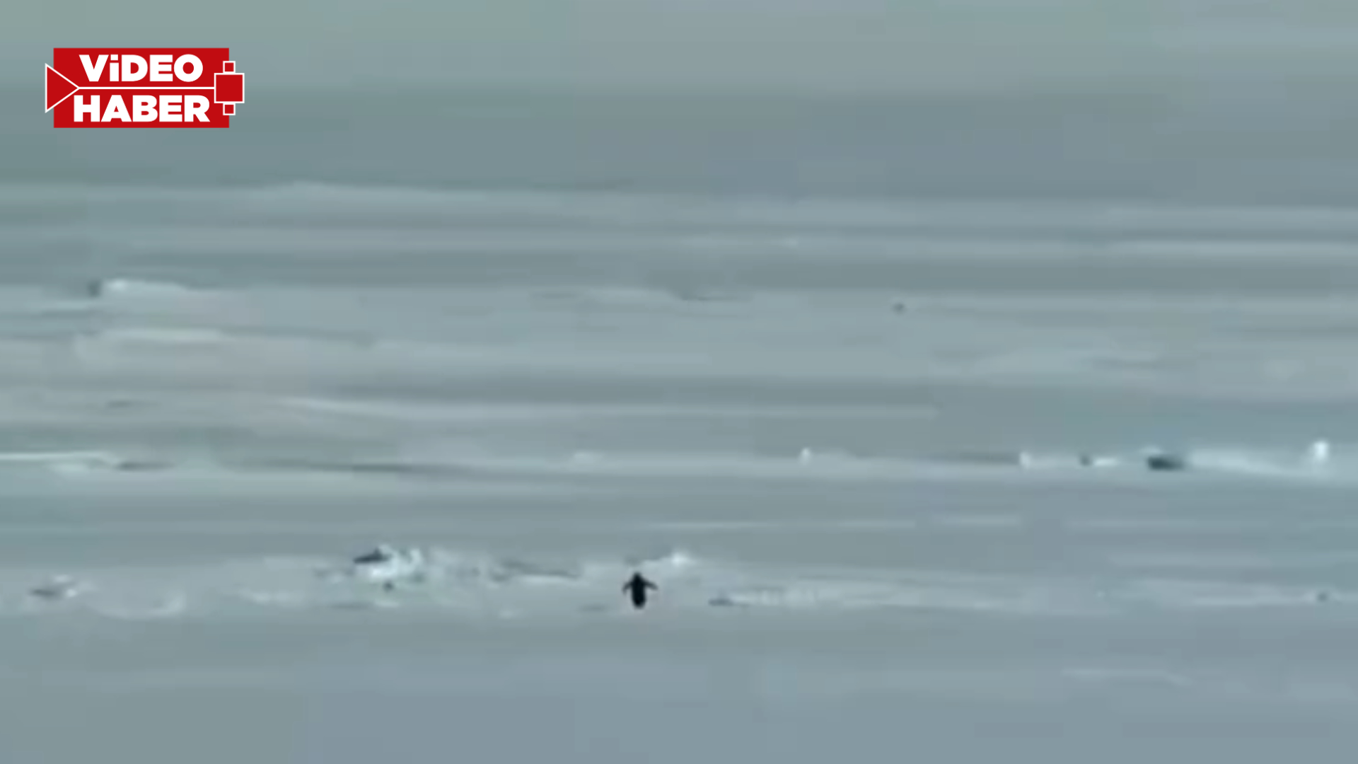 Nihilist penguen neden viral oldu? İşte hikayesi...