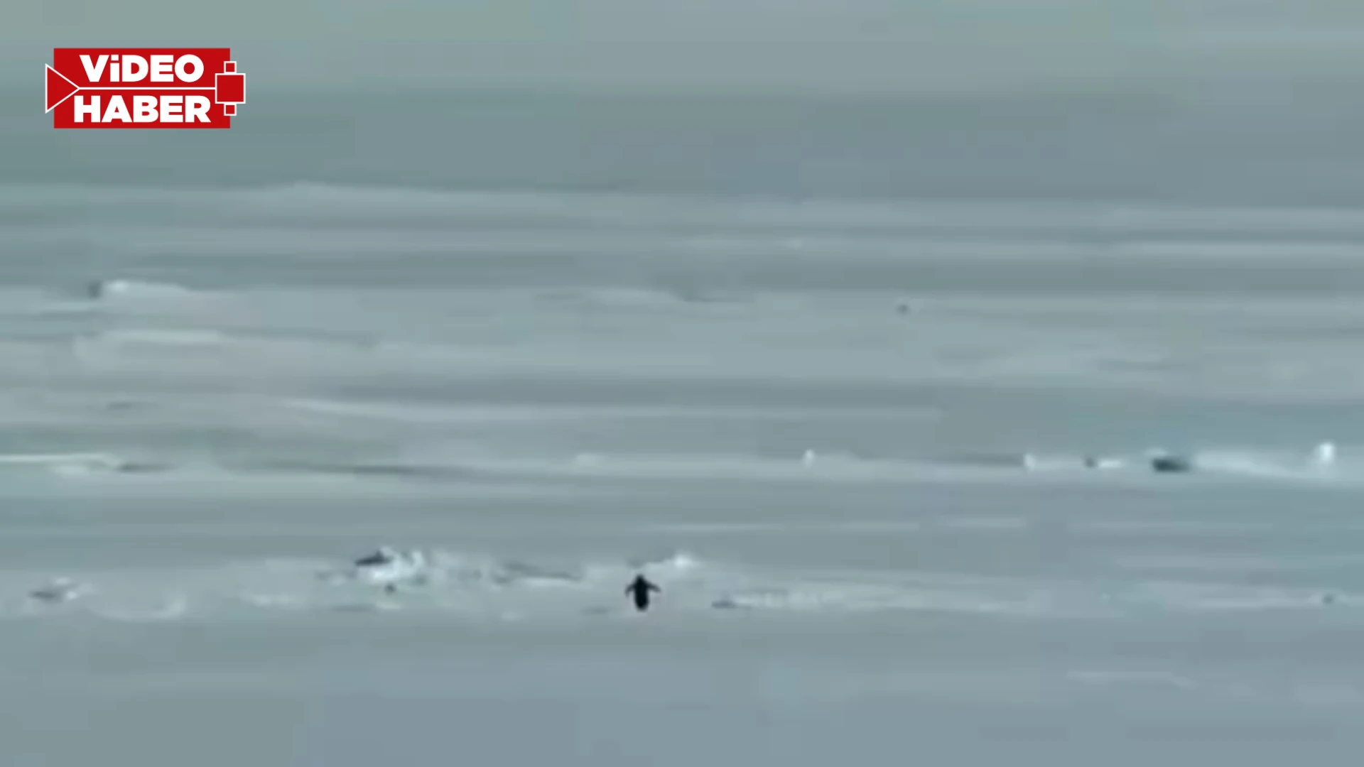 Nihilist penguen neden viral oldu? İşte hikayesi...