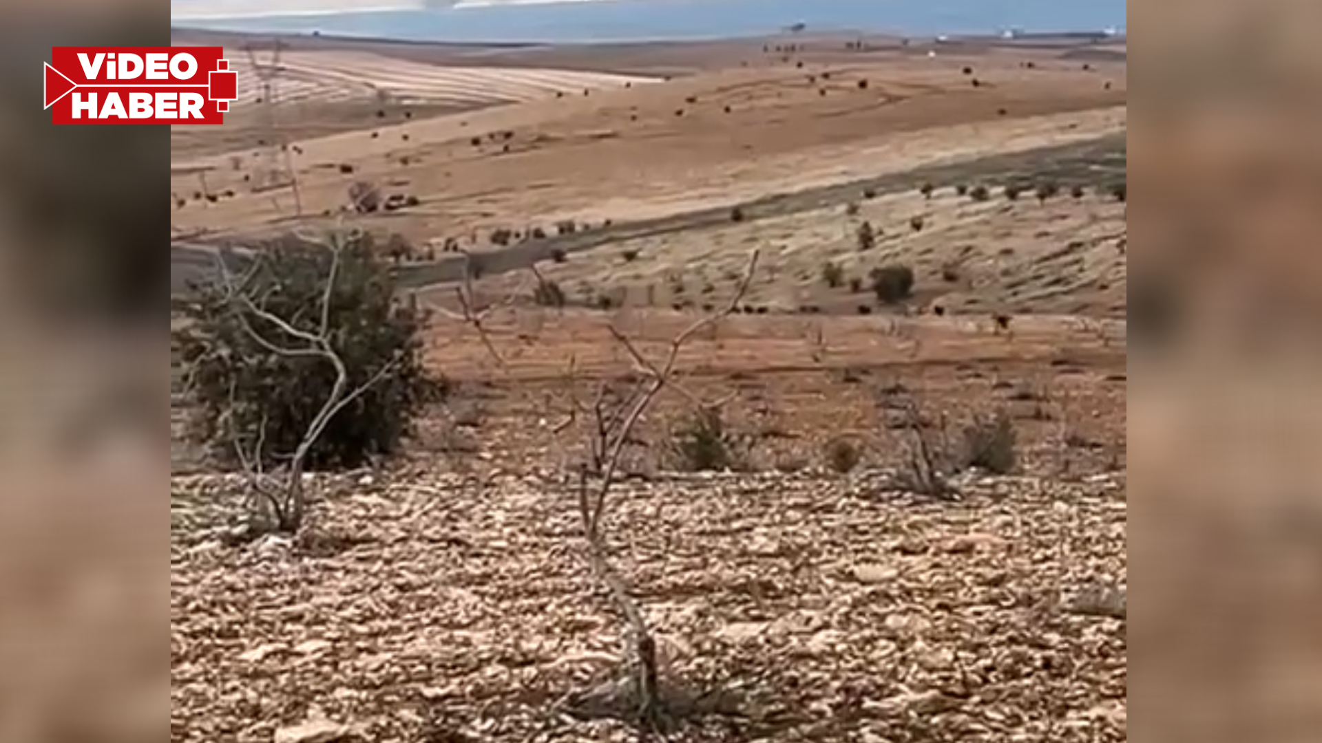 Şanlıurfa'da domuz sürüsü köye indi