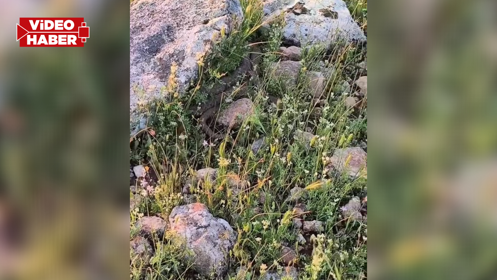 Şanlıurfa'da havalar ısındı: Yuvalarından çıkmaya başladılar