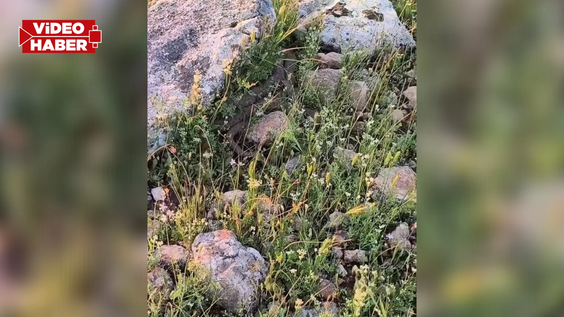 Şanlıurfa'da havalar ısındı: Yuvalarından çıkmaya başladılar