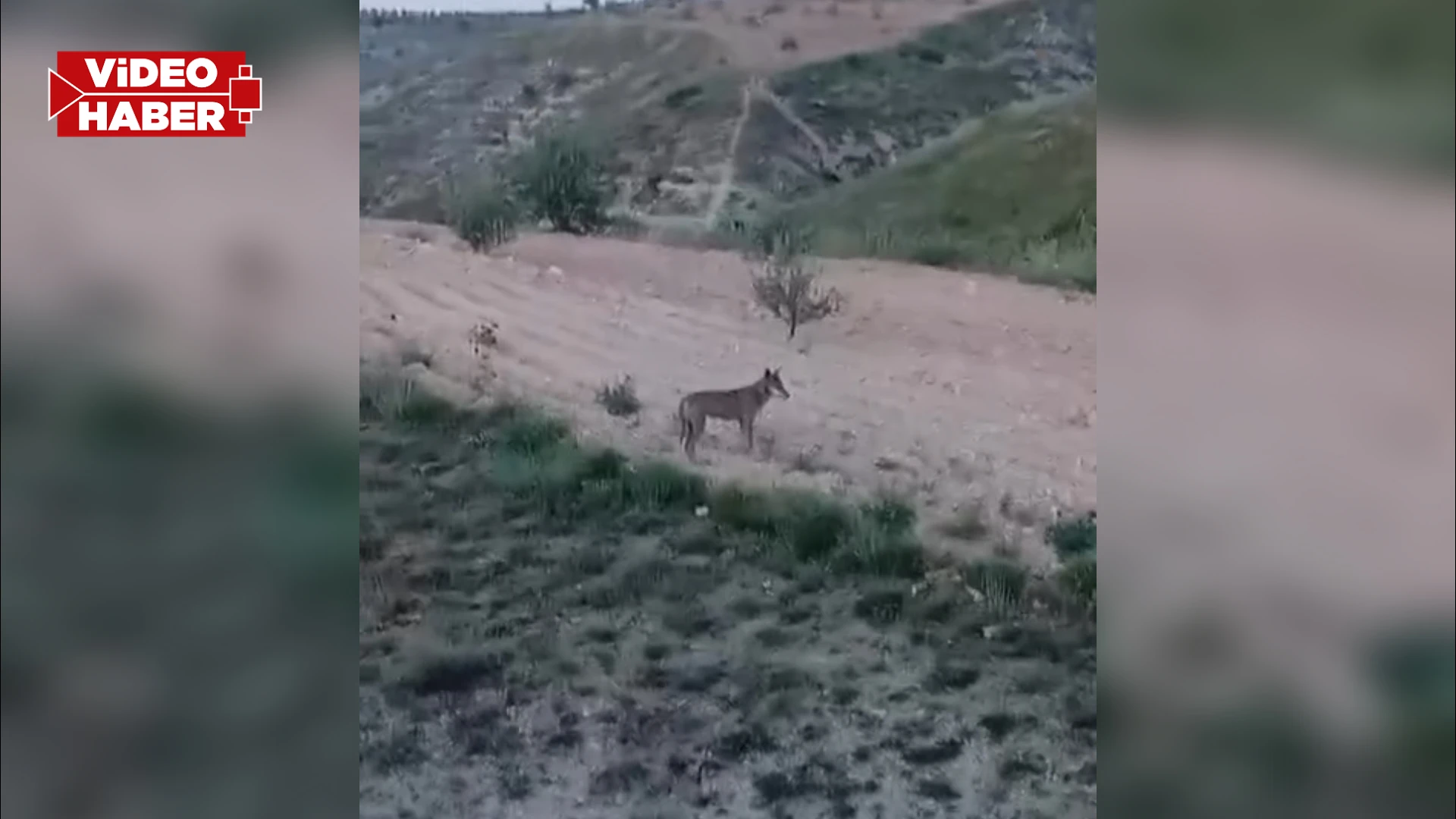 Şanlıurfa'da nesli tükenme tehlikesi altında olan çakal böyle görüntülendi