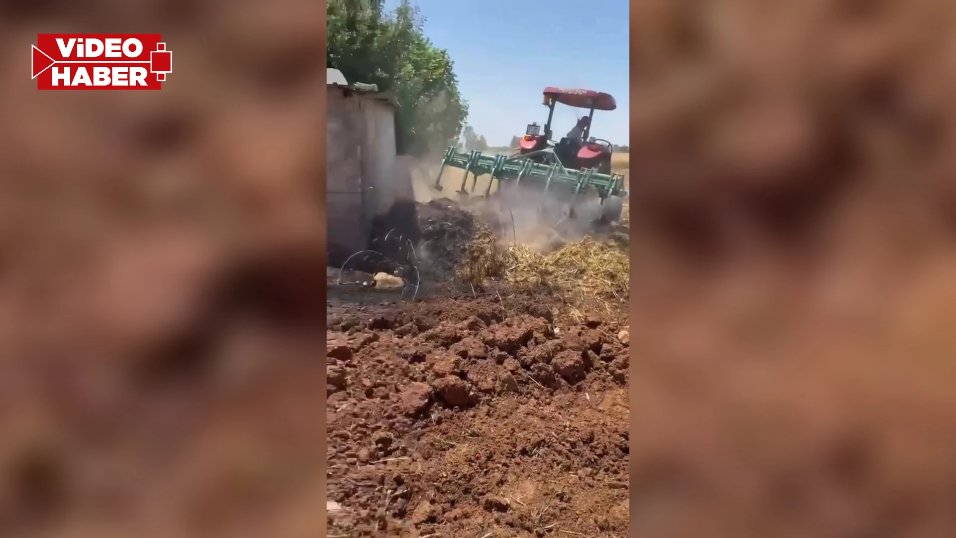 Şanlıurfa'da yangın paniği! Buğday tarlası alev aldı
