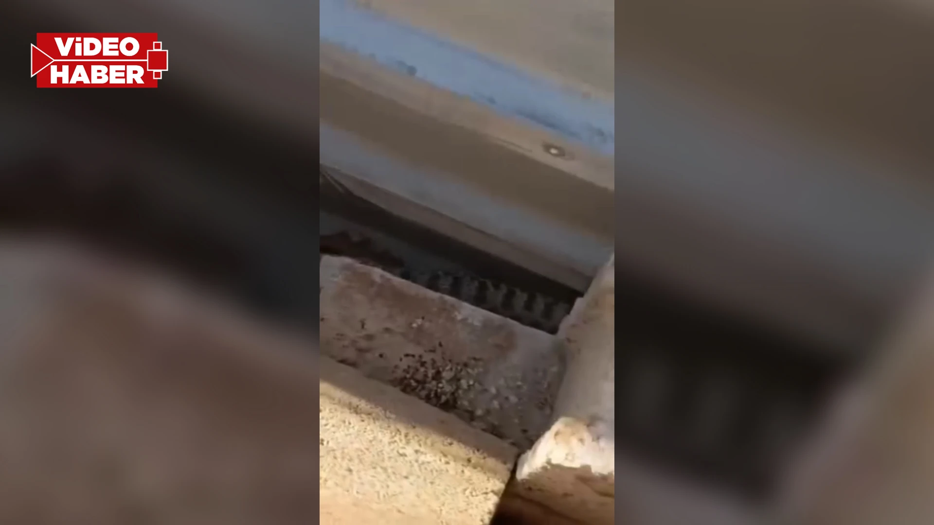 Dünyanın en zehirli türlerinden! Şanlıurfa'da görüldü: Bir ısırığı öldürüyor