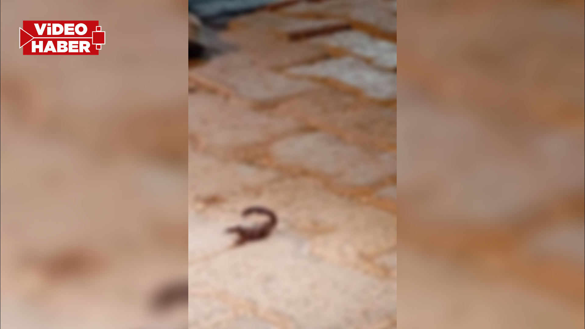 Şanlıurfa’da akrep istilası korkutuyor! Esnaf tedirgin