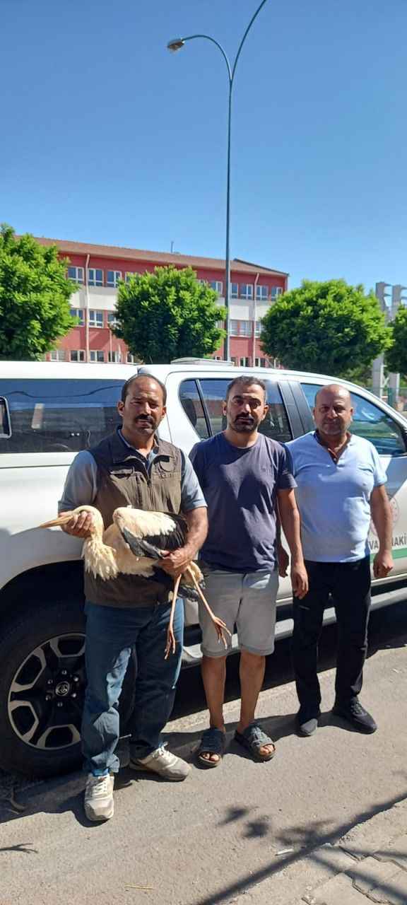 Urfa’da yaralı leylek tedavi altına alındı