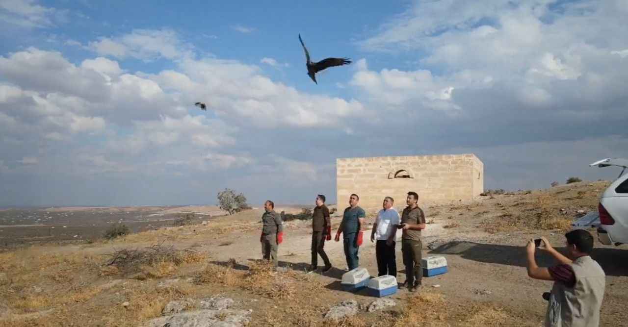 Urfa'da yabani kuşlar gökyüzüyle buluştu