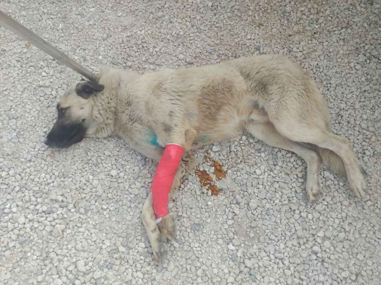 Şanlıurfa'da yaralı halde bulunan köpek tedavi altına alındı