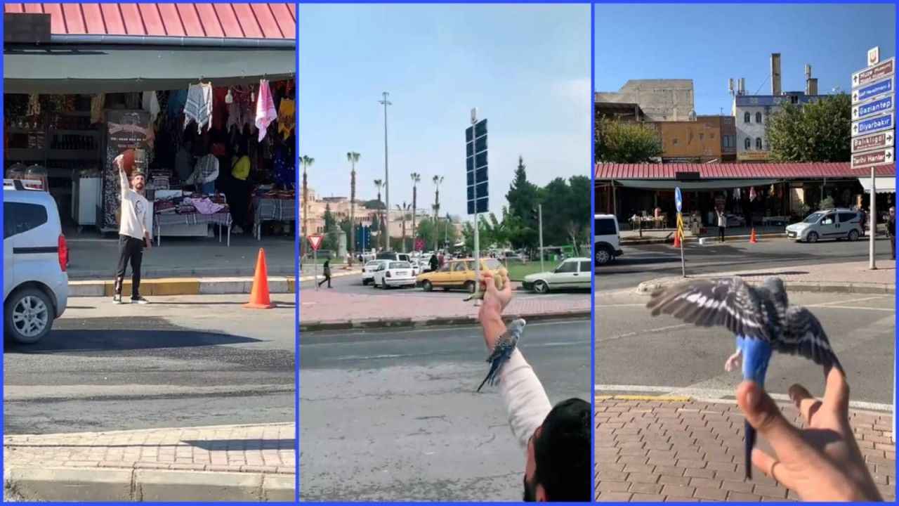 Bu muhabbet kuşu sahibine bağlılığıyla görenleri şaşırtıyor