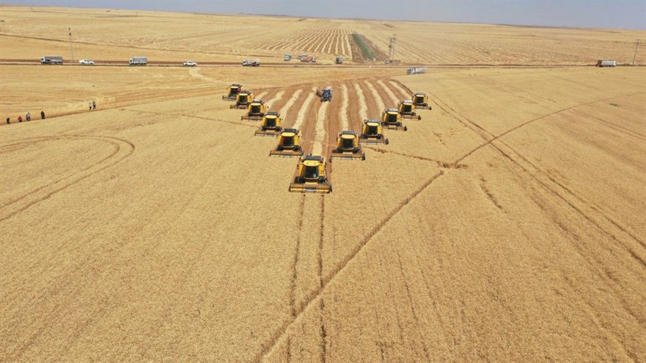 TİGEM Ceylanpınar’daki buğday hasadından 200 bin ton mahsul bekliyor
