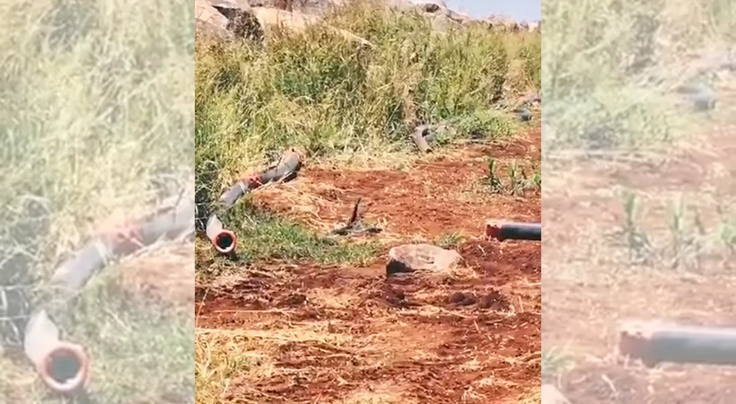 Urfa'da yılanların çiftleşme dansı kameralara yansıdı