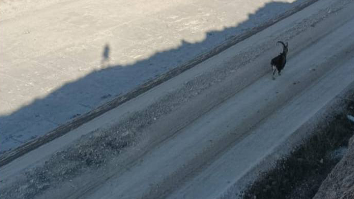 Şanlıurfa’nın iki ilçesinde aynı anda görüldü