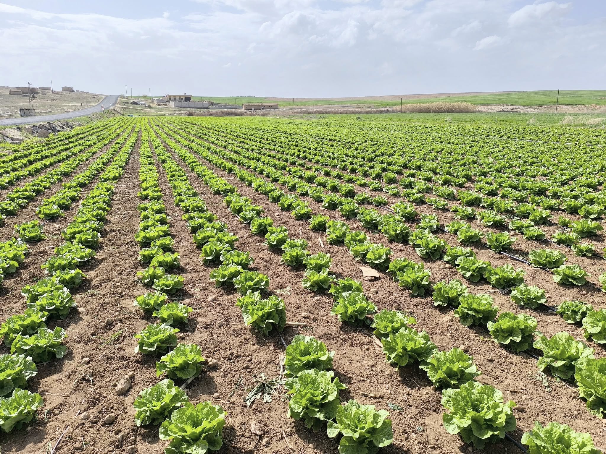 Şanlıurfa’da çiftçinin yüzünü güldürecek alternatif ürün! Bereket fışkırıyor
