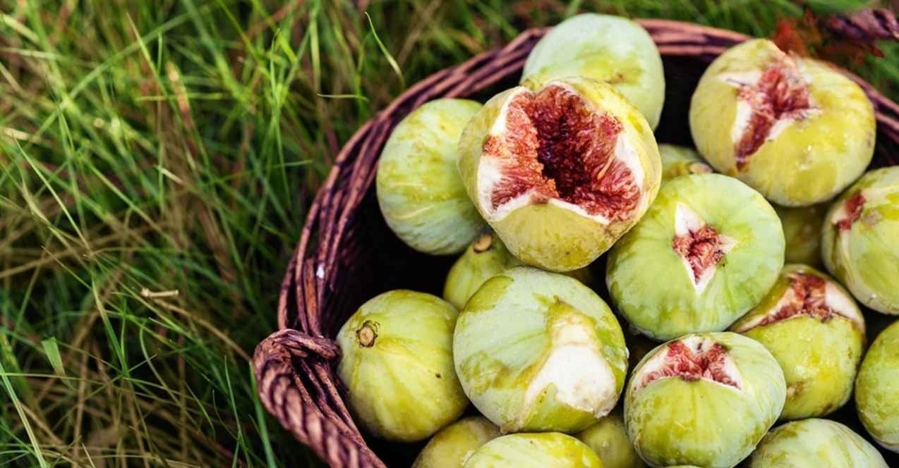 Şanlıurfa’da yazın şifa kaynağı tezgahlarda! Fiyatı dikkat çekti