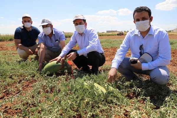 Urfa'da yetişen karpuz için coğrafi işaret başvurusu yapıldı