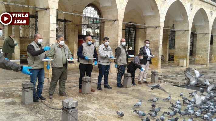 Şanlıurfa'da Doğa ve Koruma sokak hayvanlarını aç bırakmadı