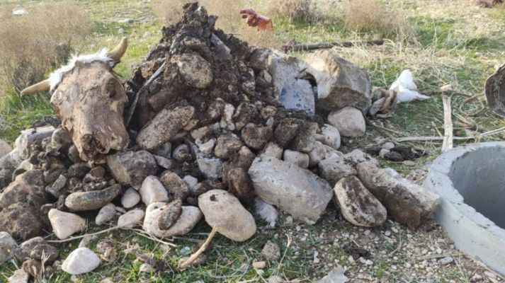 Urfa'da hayrete düşüren çalışma... Rögardan hayvan kafası çıktı