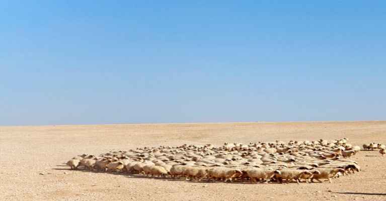 Cezalar çobanları canından bezdirdi