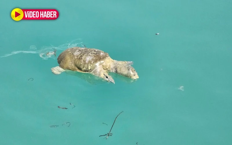 Şanlıurfa’da ekipler harekete geçti: Kanalda arama çalışması başladı (20.08.2024)