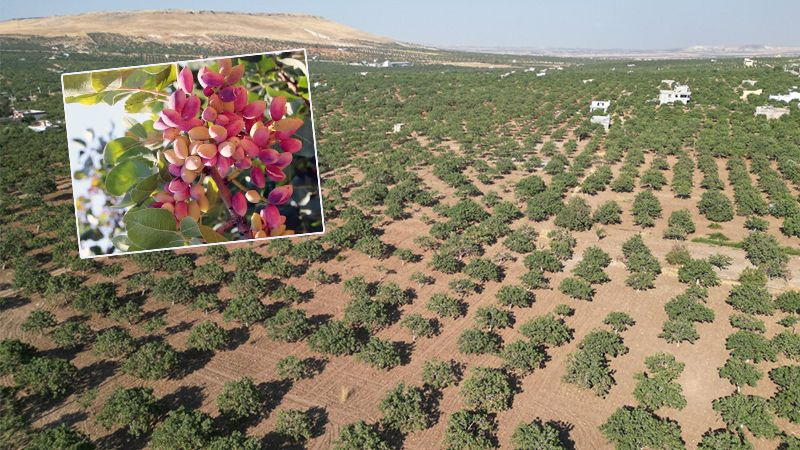 Şanlıurfa’nın ilçesinde ağaç başı fıstık verimi 7 kiloyu aştı!
