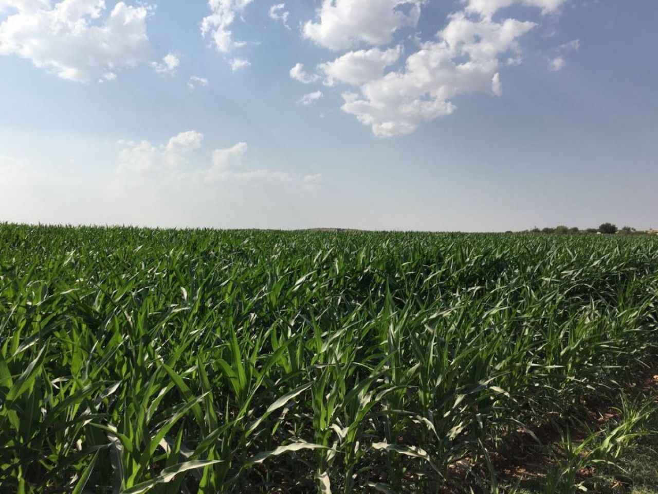 Gübre fiyatlarına yüzde 30 indirim