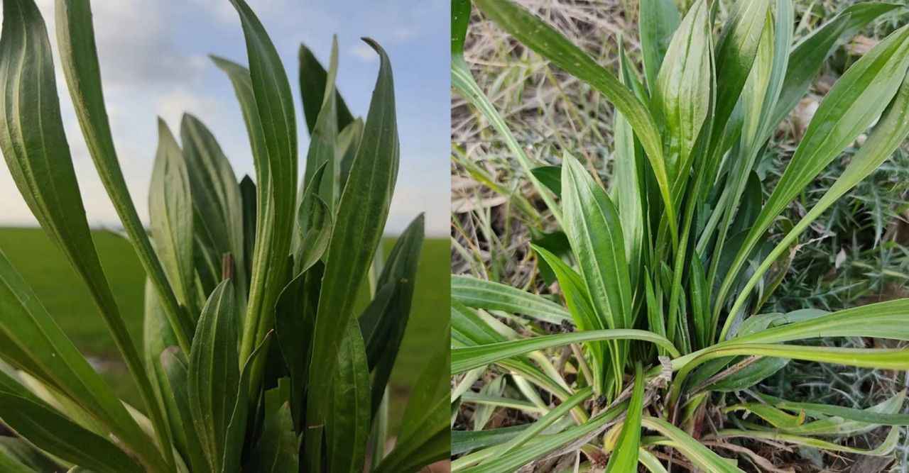 Bin derde deva olan sinir otu