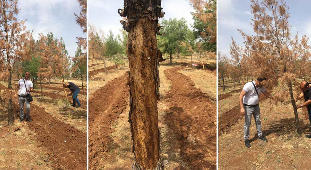 Uzmanlar kuruyan ağaçların nedenini inceledi