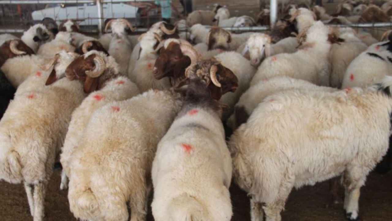Et ve Süt Kurumu'ndan flaş kurbanlık açıklaması