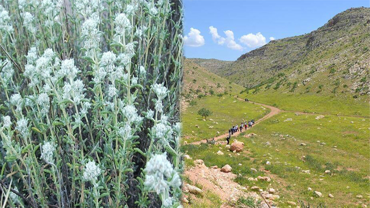 Şanlıurfa dağlarında kendiliğinden yetişiyor! Binbir derde deva