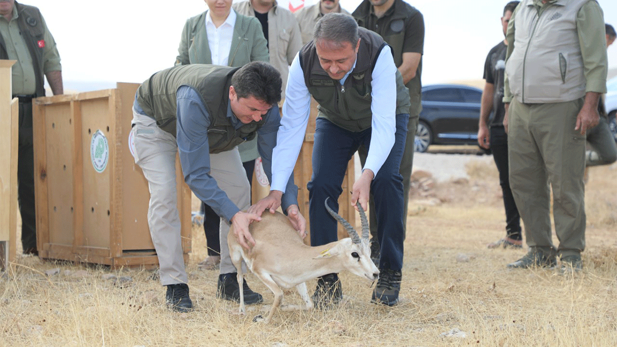 Urfa ceylanlarının sayısı 2 bin 500’e ulaştı