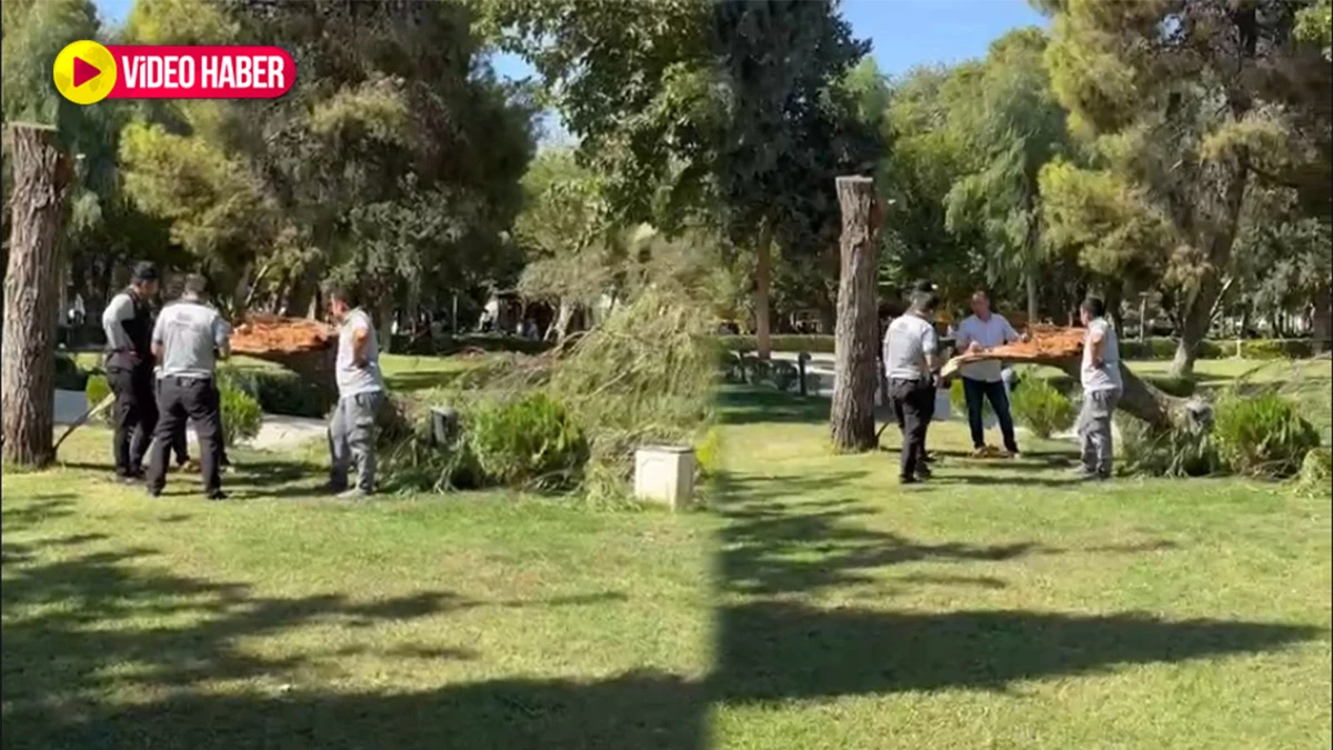 Balıklıgöl’de anıt ağaç devrildi