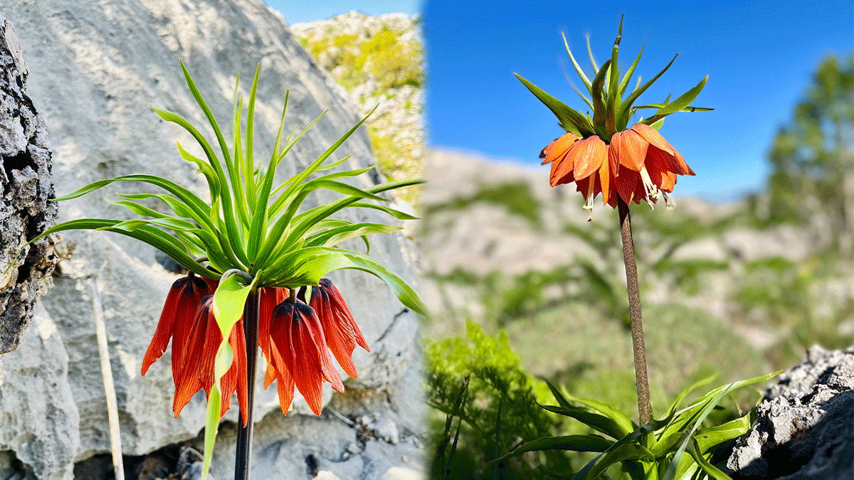 Şanlıurfa’nın “ağlayan gelini” çiçek açtı! Koparmanın cezası tam 700 bin TL…