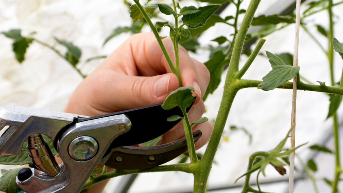 Şanlıurfa'da ağustos ayında budanması gereken bitki ve ağaçlar...