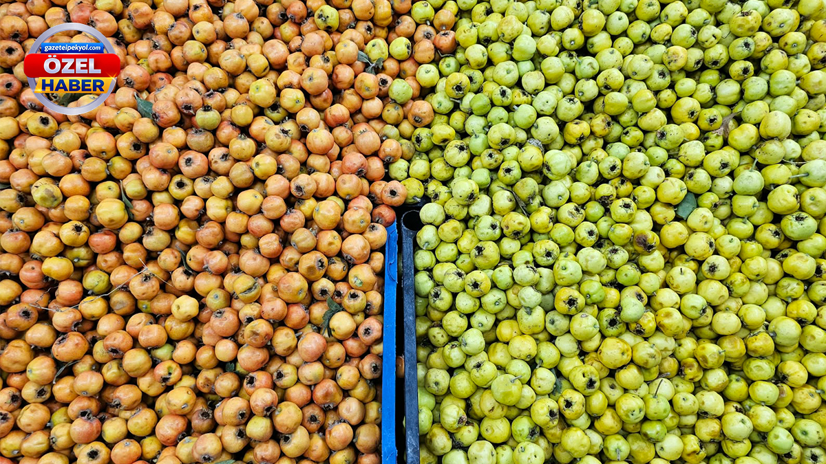 Kışın habercisi Şanlıurfa tezgahlarında: Kilosu 250 lira