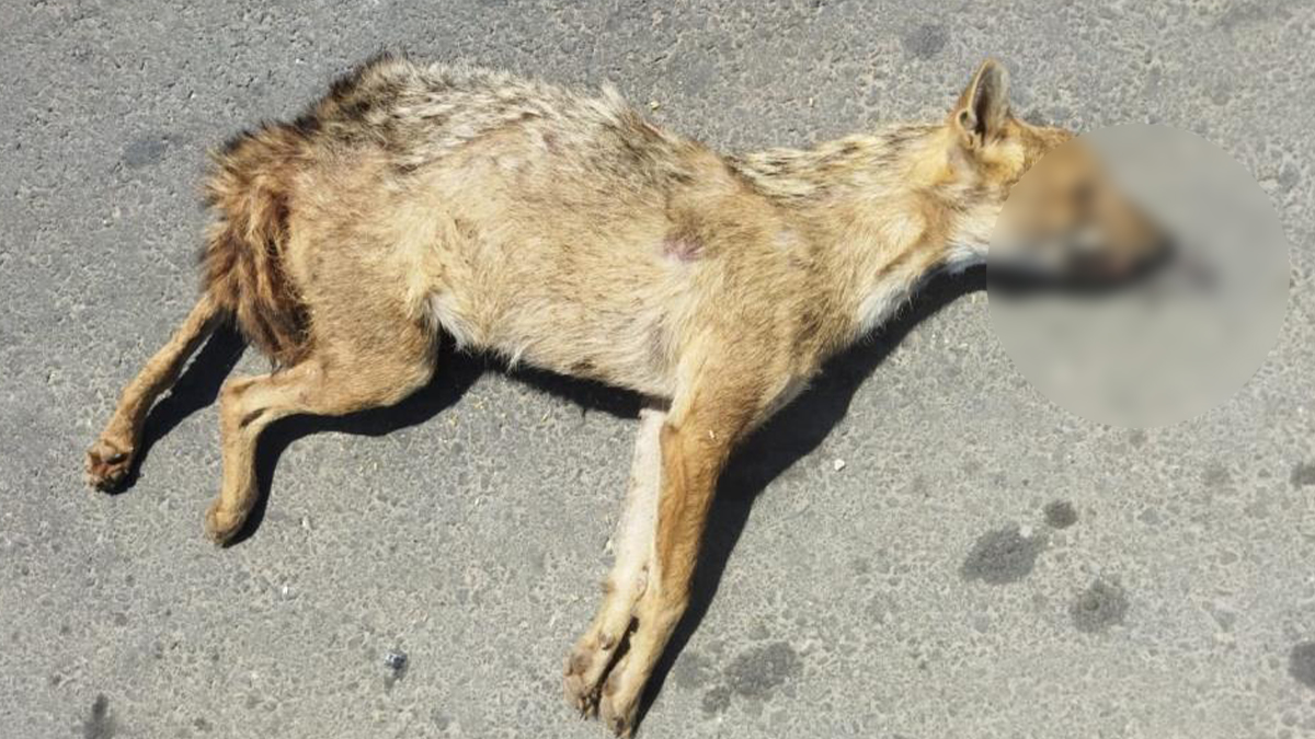 Şanlıurfa’da nesli koruma altındaki altın çakal telef oldu