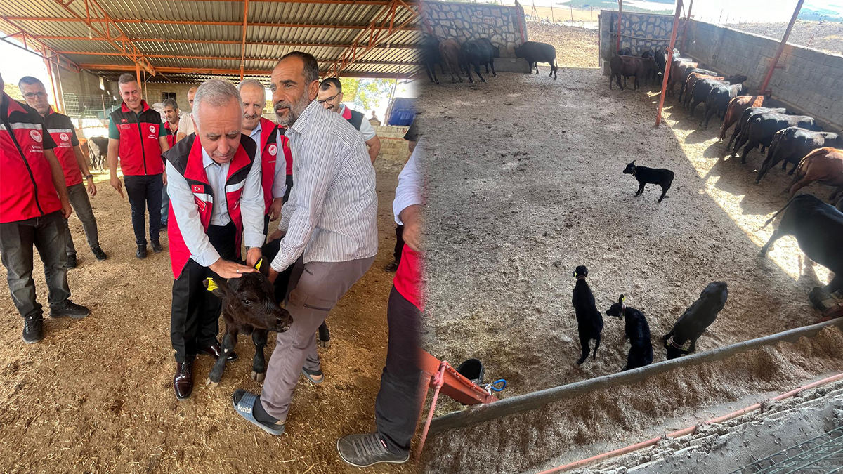 Şanlıurfa’da çiftçiye 30 gebe angus verildi