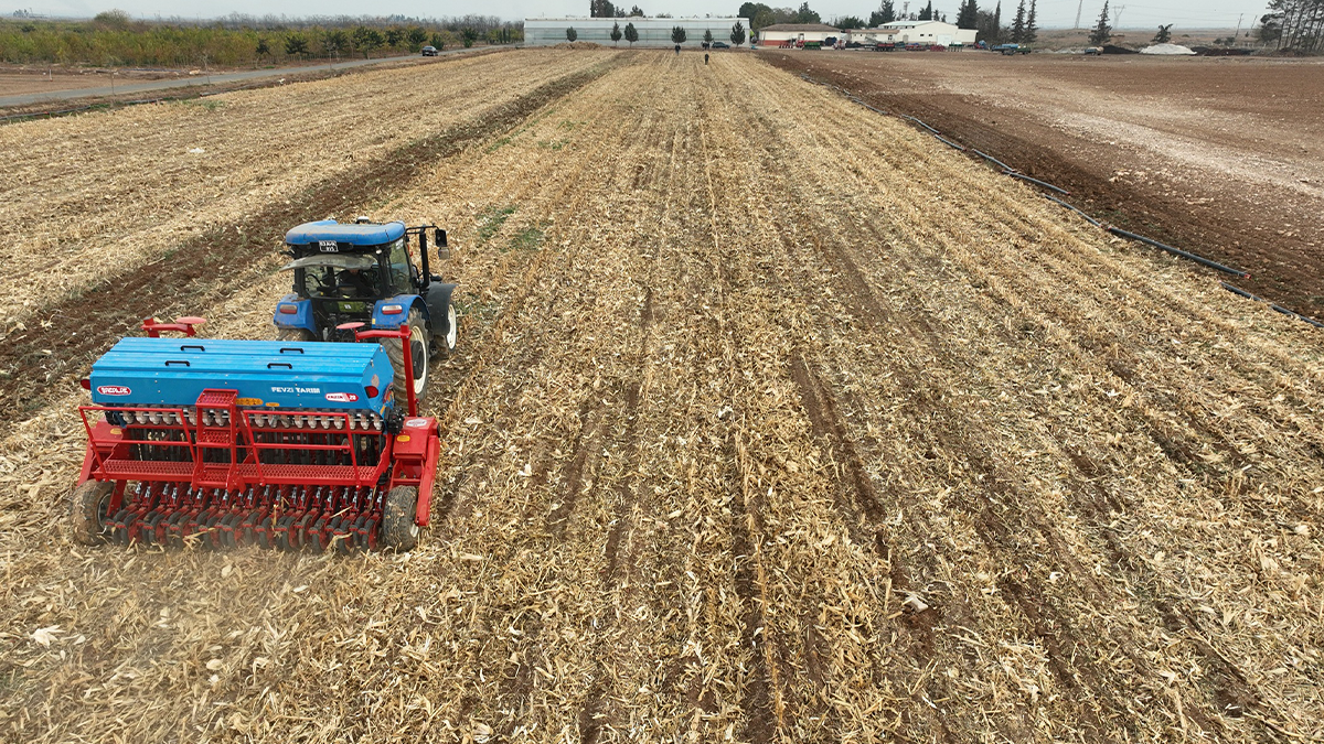 Şanlıurfa'da buğday hasadı sonrası ekim yaptı! Rekor verim elde etti