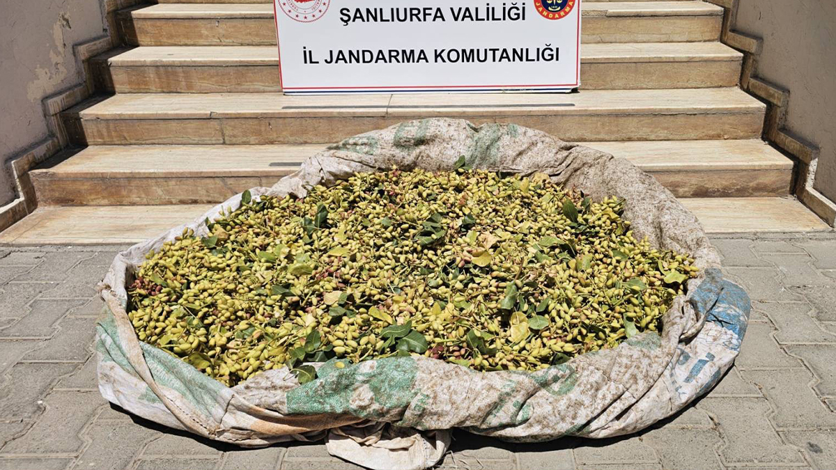 Şanlıurfa’da devriye atan jandarma suçüstü yakaladı! Fıstık ağaçlarını hedef aldılar
