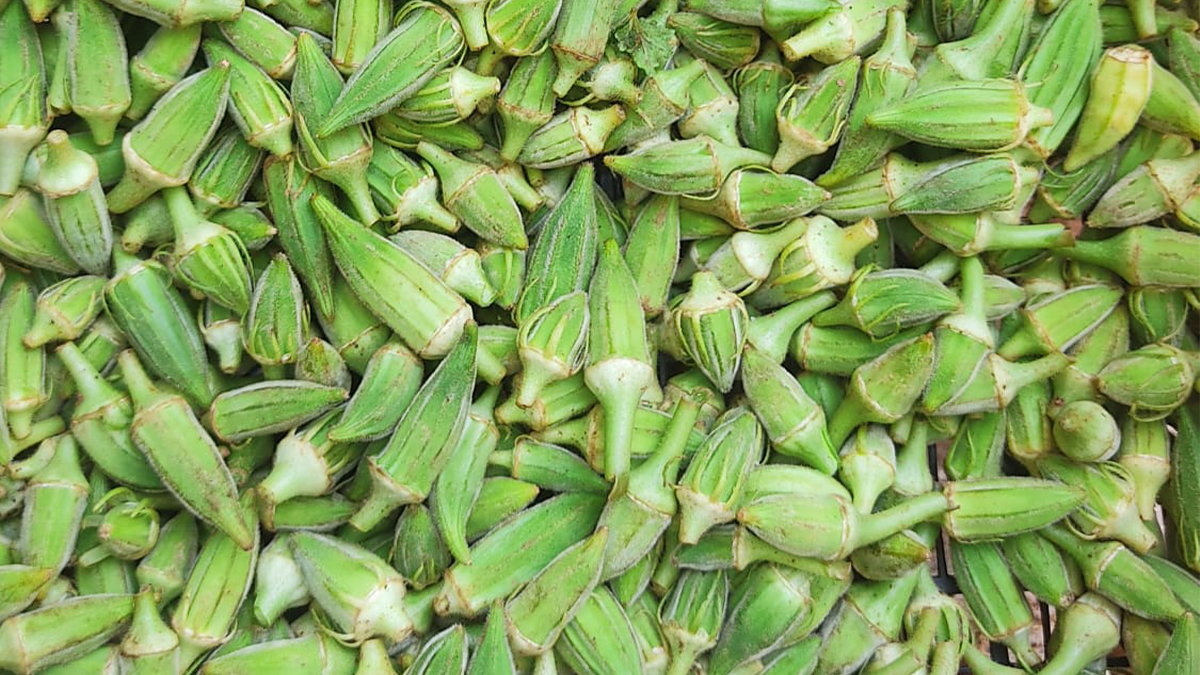 Şanlıurfa’da sonbahar bereketi! Bamya sezonu bitmiyor