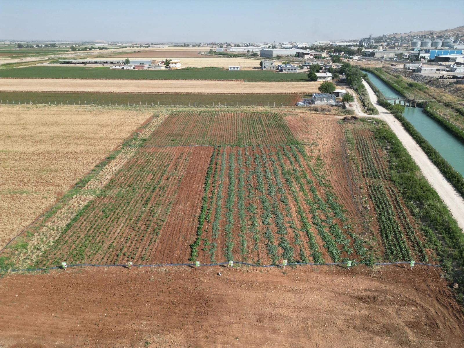 Şanlıurfa’da yerel üretime tam destek: Ata tohumu projesi ilk meyvelerini verdi