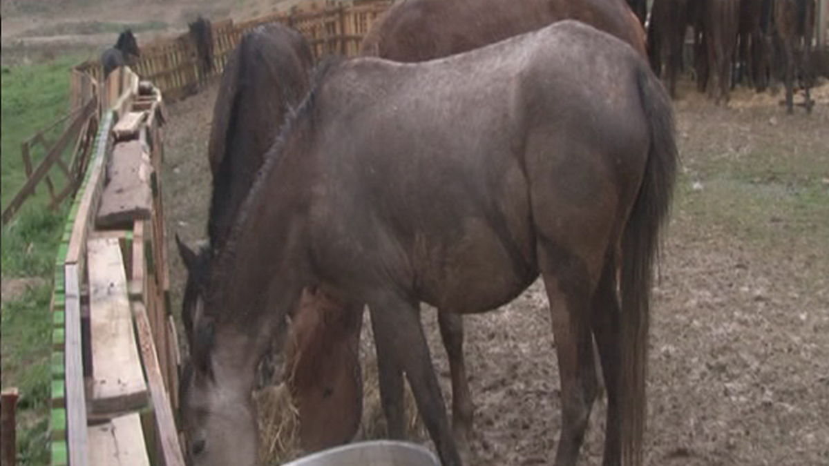 Türkiye'de at eşek ve katır sayısı tarihi düşüş yaşadı!