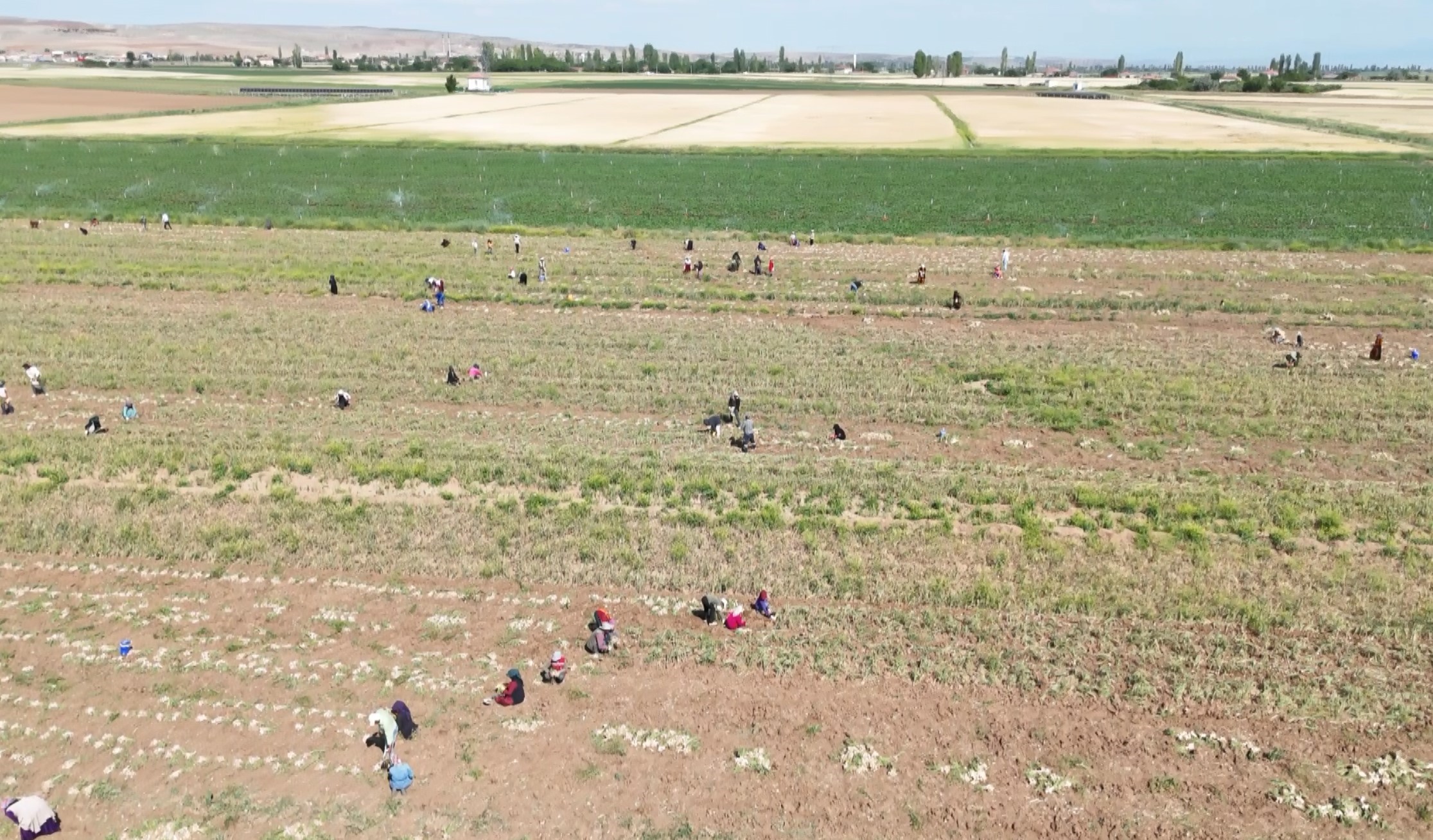 Rusya, Almanya ve İspanya'nın antibiyotiği Şanlıurfalıların elinden geçiyor